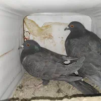 یک جفت پلاکی زاغ|پرنده|شهرضا, |دیوار