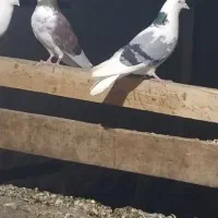 کفتر اصیل و درجه یک برای جوجه گیری