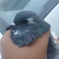 کبوتر|پرنده|بندر ترکمن, |دیوار