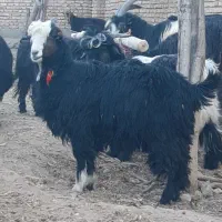 بزغاله ماده داشتی و کشتی