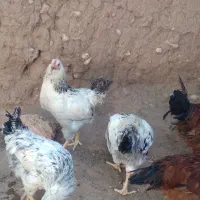 خروس