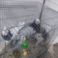 کبوتر طوقی|پرنده|فسا, |دیوار