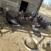 بوقلمون شاخدار غاز|حیوانات مزرعه|تربت جام, میان جام|دیوار