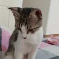 واگذاری هردوباهم