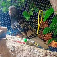 پرنده جفت دم سفید