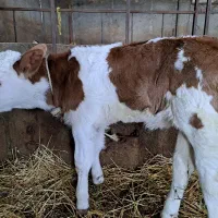 گوساله سمتال ماده