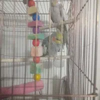 فروش عروس هلندی