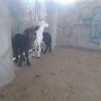 بره وبزغاله شیری|حیوانات مزرعه|تربت‌حیدریه, فردوسی جنوبی|دیوار