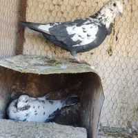 نروماده سینه جنگلی عتیقه فر