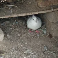 کبوتر پرشی نر قیمت مناسب