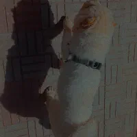 سگ چاو چاو ماده