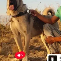 طوله با اصالت