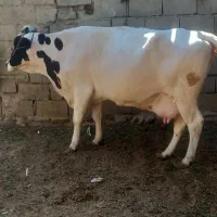 گاو گوساله