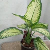گل طبیعی و درخچه