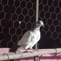 کبوتر فروشی