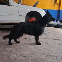 فروش ژرمن بلک نر درجه یک فول اموزش