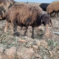 میش بروجردی|حیوانات مزرعه|نصر آباد, |دیوار
