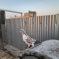 کفترکل ماستی بوبور جوجه پرشی پلاکی زرد پلاس|پرنده|قم, شهرک امام حسن|دیوار