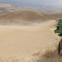 کاه ریز درجه یک