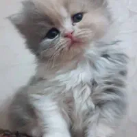 گربه بریتیش