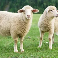 زنده اصیل نژاددارگوسفند قلم ریز آبی کردستانی/