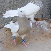 طوقی
