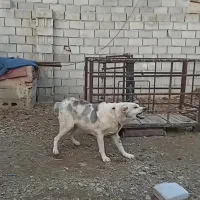 واگذاری سگ نگهبان|سگ|سیلوانه, |دیوار