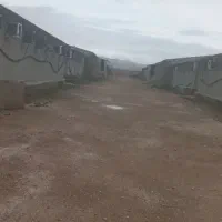 مرغداری ۴۰هزارتایی