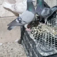ماده پلاکی مسافتی همه جواان آماده