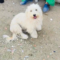 سگ ماده شیتزو بهمراه توله نر