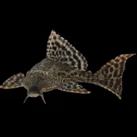 لجنخوار ( کت اسپرت)