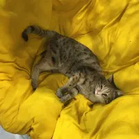 واگذاری گربه