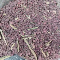 لوبیا قرمز  عمده