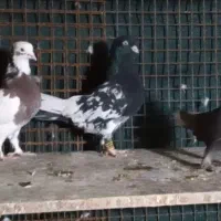 پلاکی و رنگی|پرنده|شیراز, شهرک گلستان شمالی|دیوار