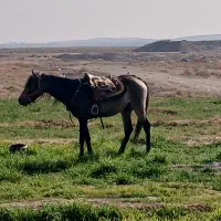 اسب نریون جوان|اسب و تجهیزات اسب‌سواری|تربت جام, میان جام|دیوار