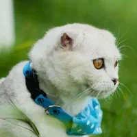 معاوضه گوشیی