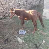 مادیون زیبا