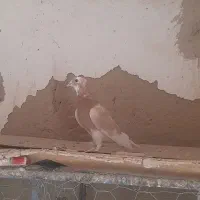 جفت شازده زرد کورکورو|پرنده|جزنیک, |دیوار