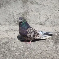 سرور عتیقه