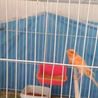 قناری نر رد|پرنده|خوسف, |دیوار