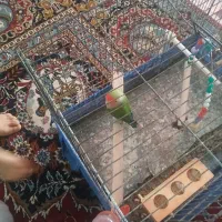 یک عدد کوتوله|حیوانات|قم, سید معصوم|دیوار