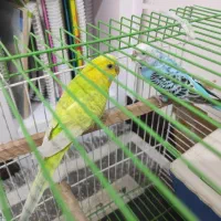 مرغ عشق جفت