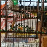 جوجه سهره دورگ|پرنده|عسلویه, |دیوار