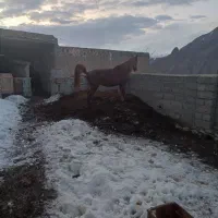 اسب مادیان|اسب و تجهیزات اسب‌سواری|خوی, |دیوار