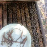 زنبورعسل دیواندره