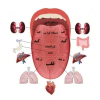 چکاب بدن بازبان