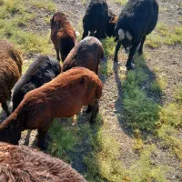 ۶عدد گوسفند
