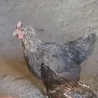 مرغ و خروس ۱ساله
