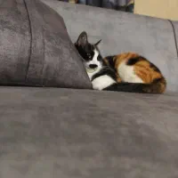 سرپرست موقت