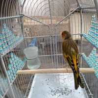 سهره قناری نازار مست مست|پرنده|بروجرد, |دیوار